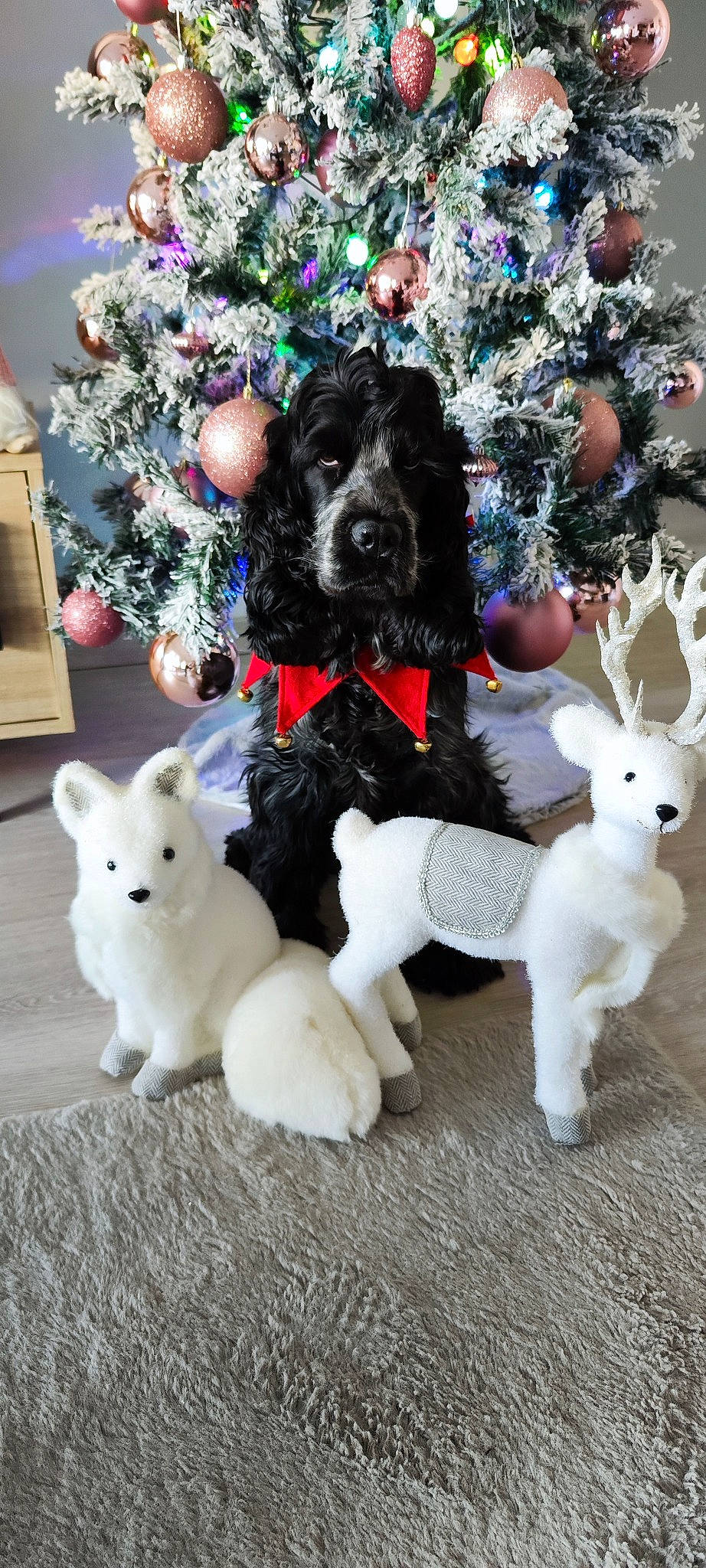 Totem participe au concours pour gagner de l'argent avec cette photo : canidae, carnivore, christmas_ornament, collar, companion_dog, dog, dog_breed, dog_supply, event, fawn, fur, mammal, snout, sporting_group, stuffed_toy, tail, toy, vertebrate, white, working_animal