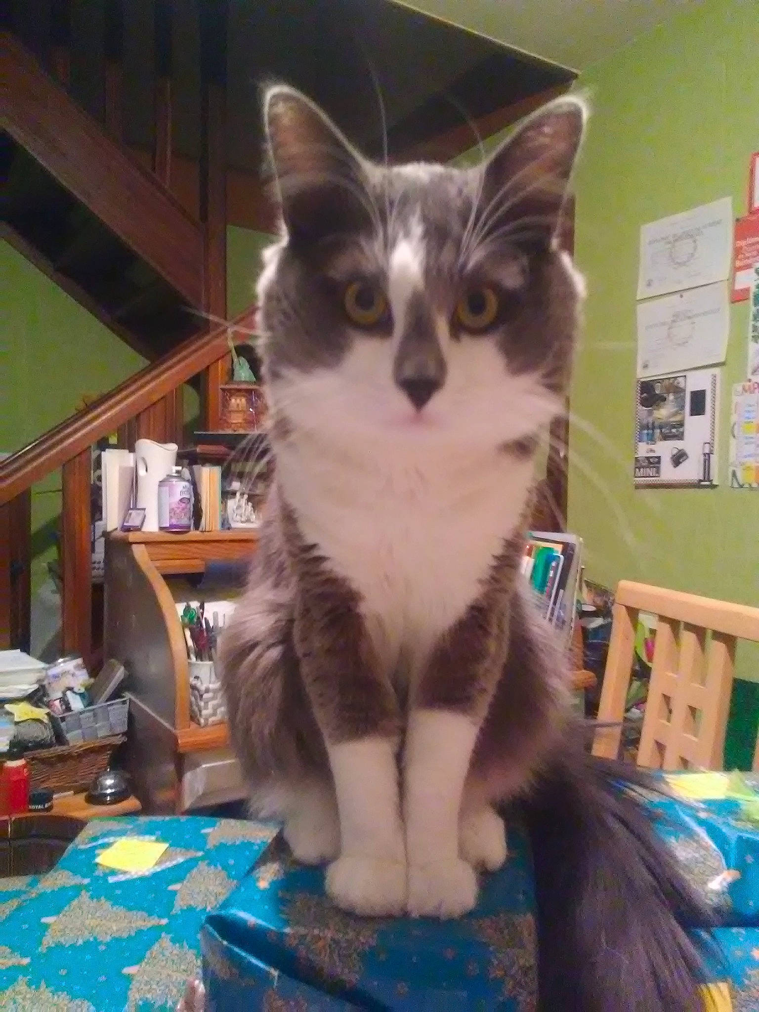 Dusty participe au concours pour gagner de l'argent avec cette photo : aegean_cat, american_wirehair, asian, carnivore, cat, domestic_short_haired_cat, european_shorthair, felidae, javanese, kitten, mammal, ojos_azules, oriental_shorthair, small_to_medium_sized_cats, vertebrate, whiskers