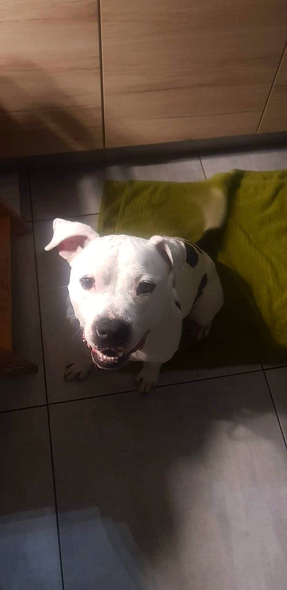 Mani participe au concours pour gagner de l'argent avec cette photo : canidae, carnivore, companion_dog, dog, dog_breed, fawn, flooring, non_sporting_group, pet_supply, sporting_group, tail, terrestrial_animal, whiskers, working_animal