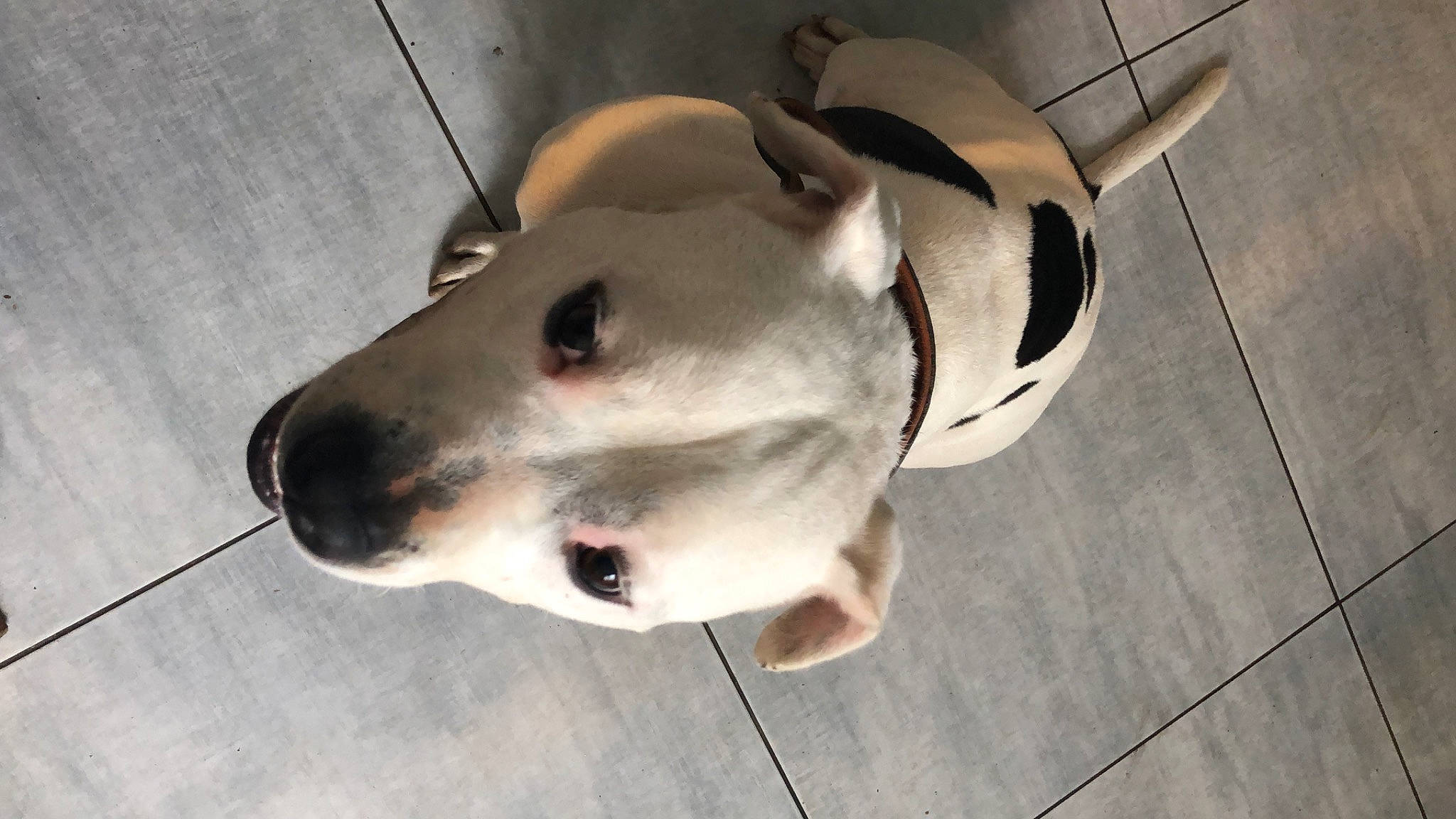 Mani a rejoint le concours — aidez-le/la à gagner de superbes lots ! canidae, carnivore, collar, companion_dog, dog, dog_breed, dog_collar, fawn, metal, non_sporting_group, pet_supply, snout, sporting_group, terrestrial_animal, whiskers, working_animal