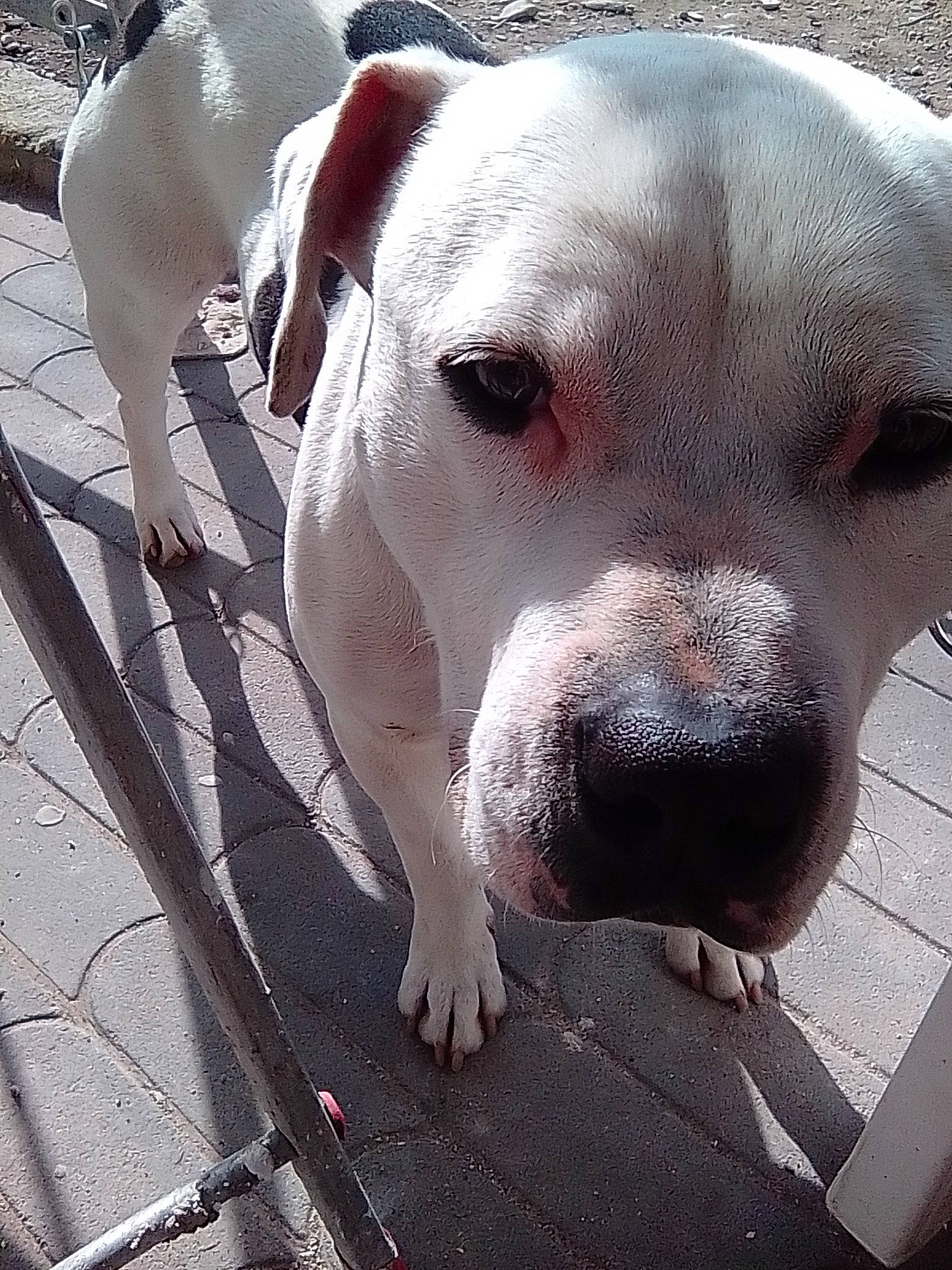 Mani a rejoint le concours — aidez-le/la à gagner de superbes lots ! animal_shelter, boxer, canidae, carnivore, collar, companion_dog, cordoba_fighting_dog, dog, dog_breed, dog_collar, dogo_argentino, fawn, molosser, non_sporting_group, pet_supply, snout, sporting_group, terrestrial_animal, whiskers, working_animal