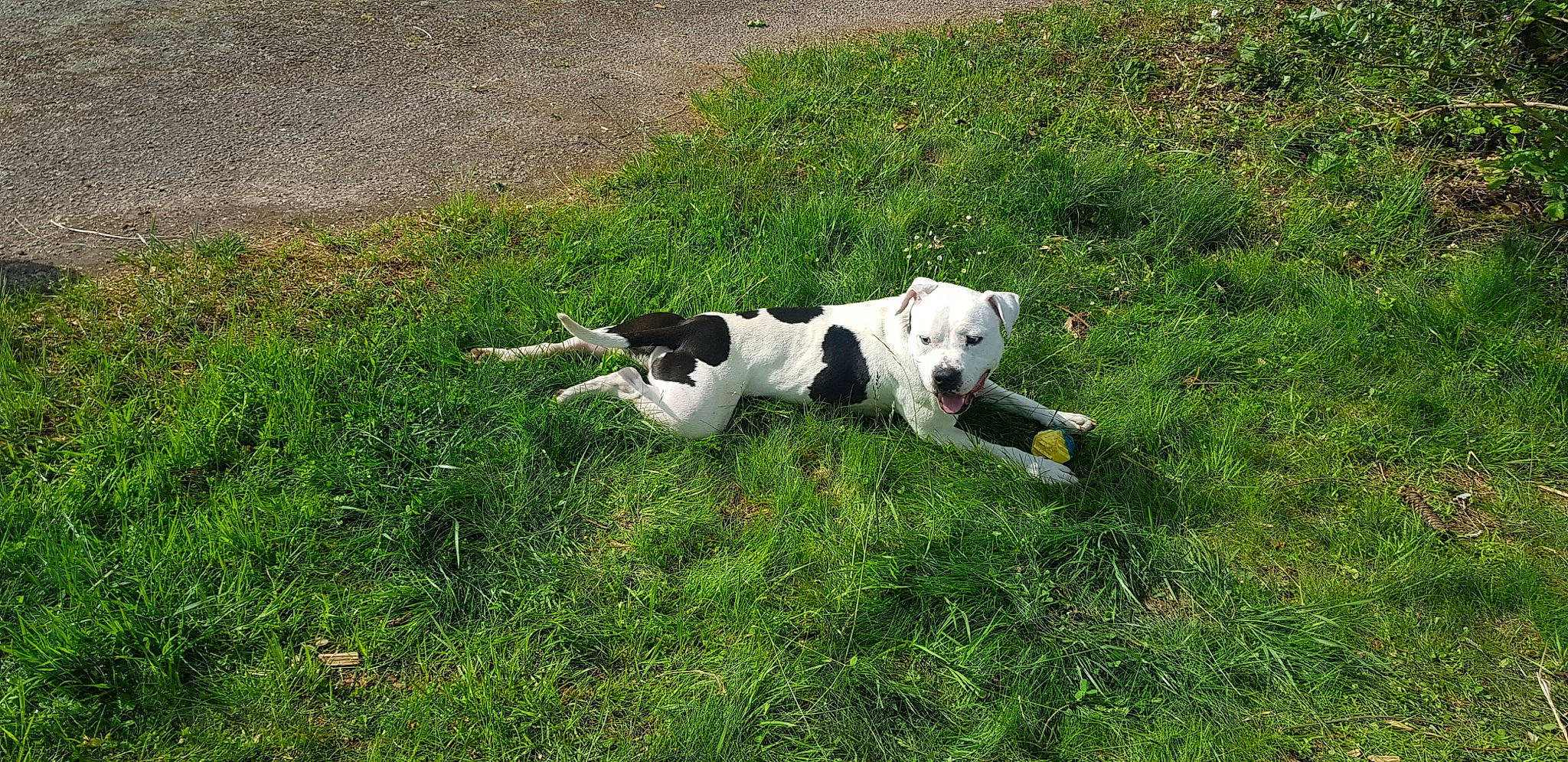 Mani participe au concours pour gagner de l'argent avec cette photo : canidae, carnivore, collar, companion_dog, dog, dog_breed, grass, grassland, groundcover, hunting_dog, non_sporting_group, pasture, plant, sporting_group, tail, terrier, working_animal, working_dog
