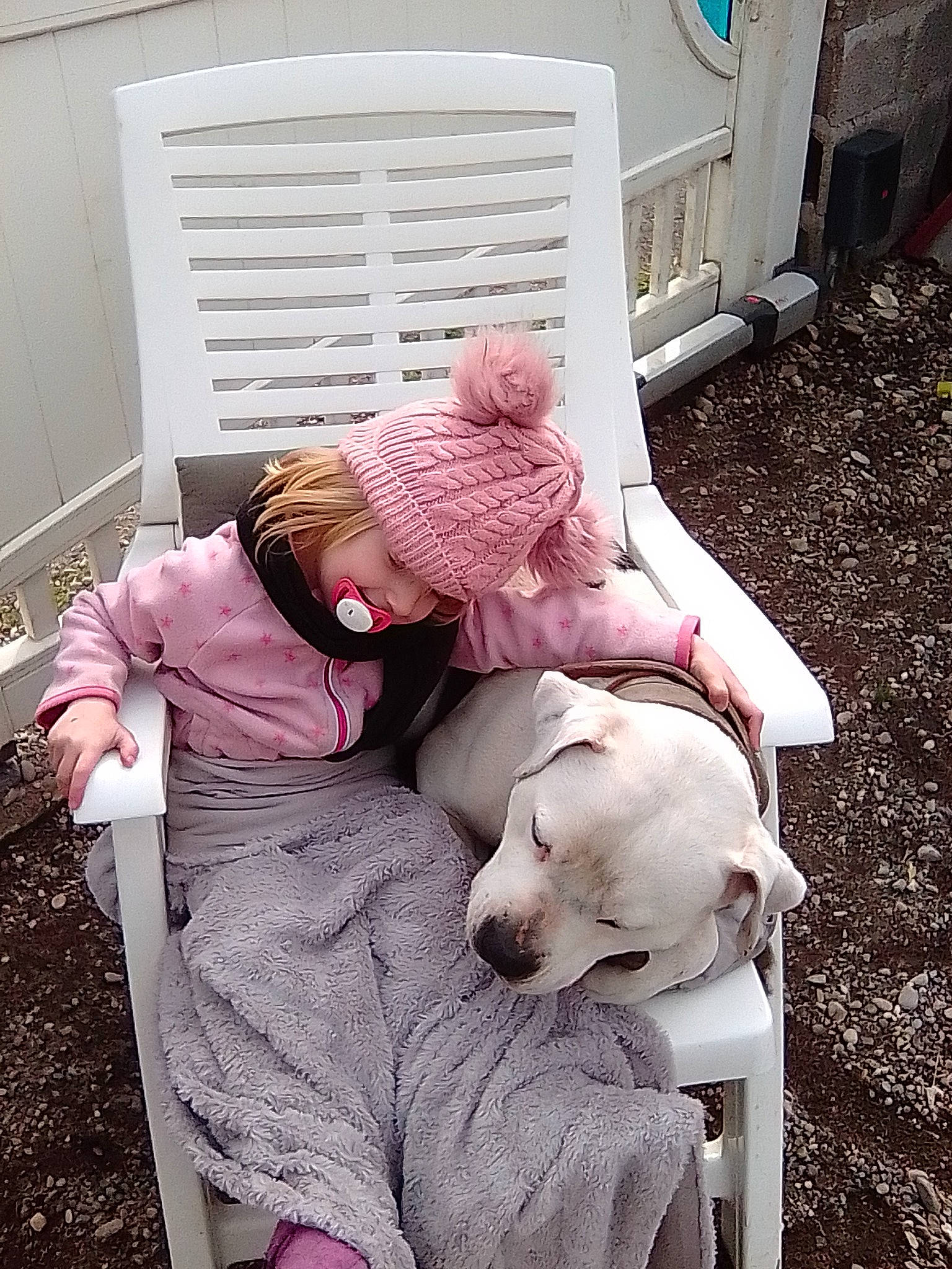 Mani participe au concours pour gagner de l'argent avec cette photo : canidae, carnivore, comfort, companion_dog, dog, dog_breed, fawn, felidae, fur, human_leg, knee, mammal, nap, pink, sitting, small_to_medium_sized_cats, stuffed_toy, teddy_bear, toy, vertebrate