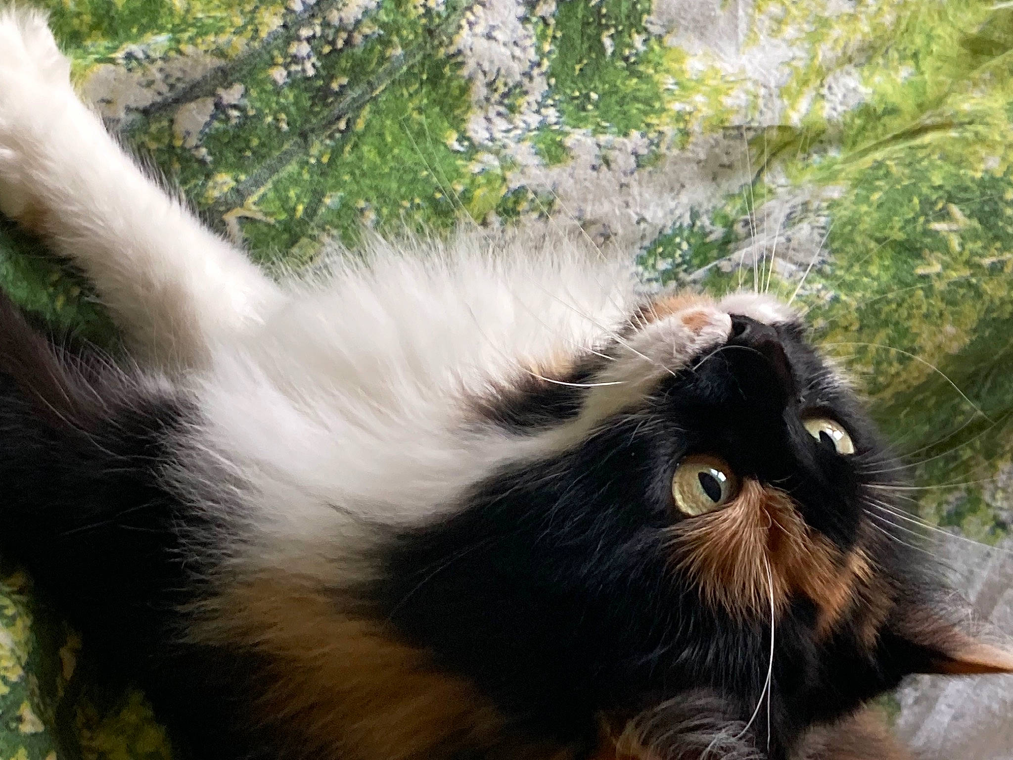 Shanti participe au concours pour gagner de l'argent avec cette photo : carnivore, cat, felidae, fur, grass, small_to_medium_sized_cats, snout, tail, terrestrial_animal, whiskers, wildlife