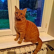 Milo participe au concours pour gagner de l'argent avec cette photo : cat, orange_tabby, windowsill, radiator, window, garden, greenery, tree, pet, indoor, animal, feline, curious, sitting, house, cozy, evening, domestic, fur, whiskers