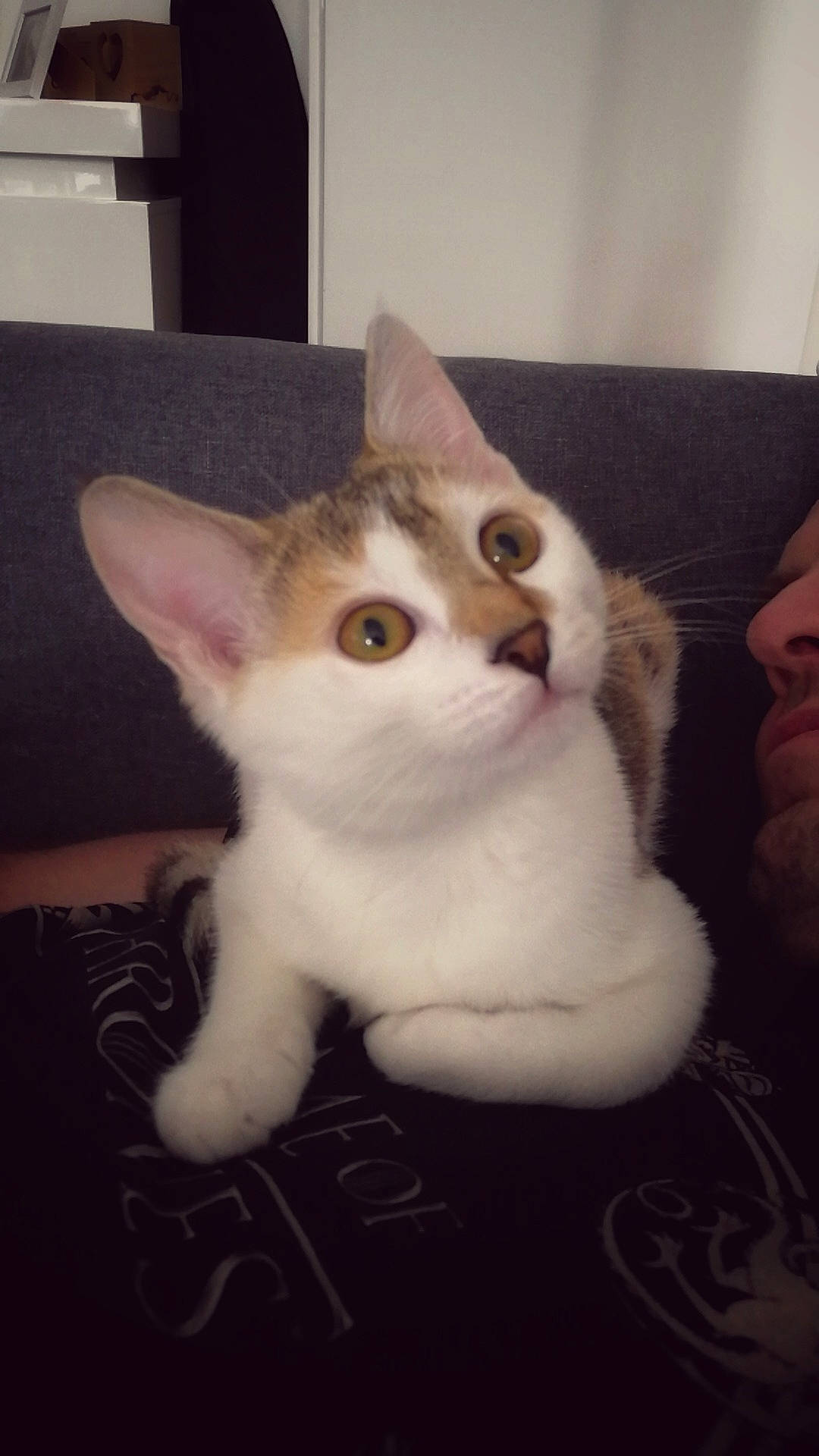 Zoé participe au concours pour gagner de l'argent avec cette photo : carnivore, cat, comfort, domestic_short_haired_cat, ear, fawn, felidae, fur, paw, small_to_medium_sized_cats, snout, tail, whiskers