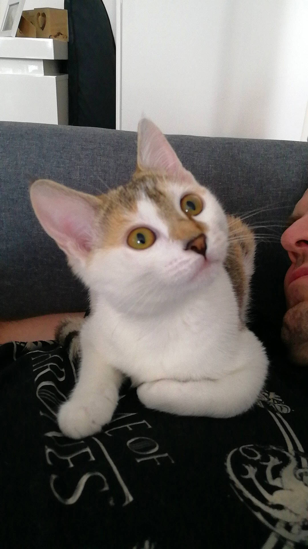 Zoé a rejoint le concours — aidez-le/la à gagner de superbes lots ! carnivore, cat, comfort, couch, domestic_short_haired_cat, fawn, felidae, fur, paw, photo_caption, sitting, small_to_medium_sized_cats, snout, tail, whiskers, window