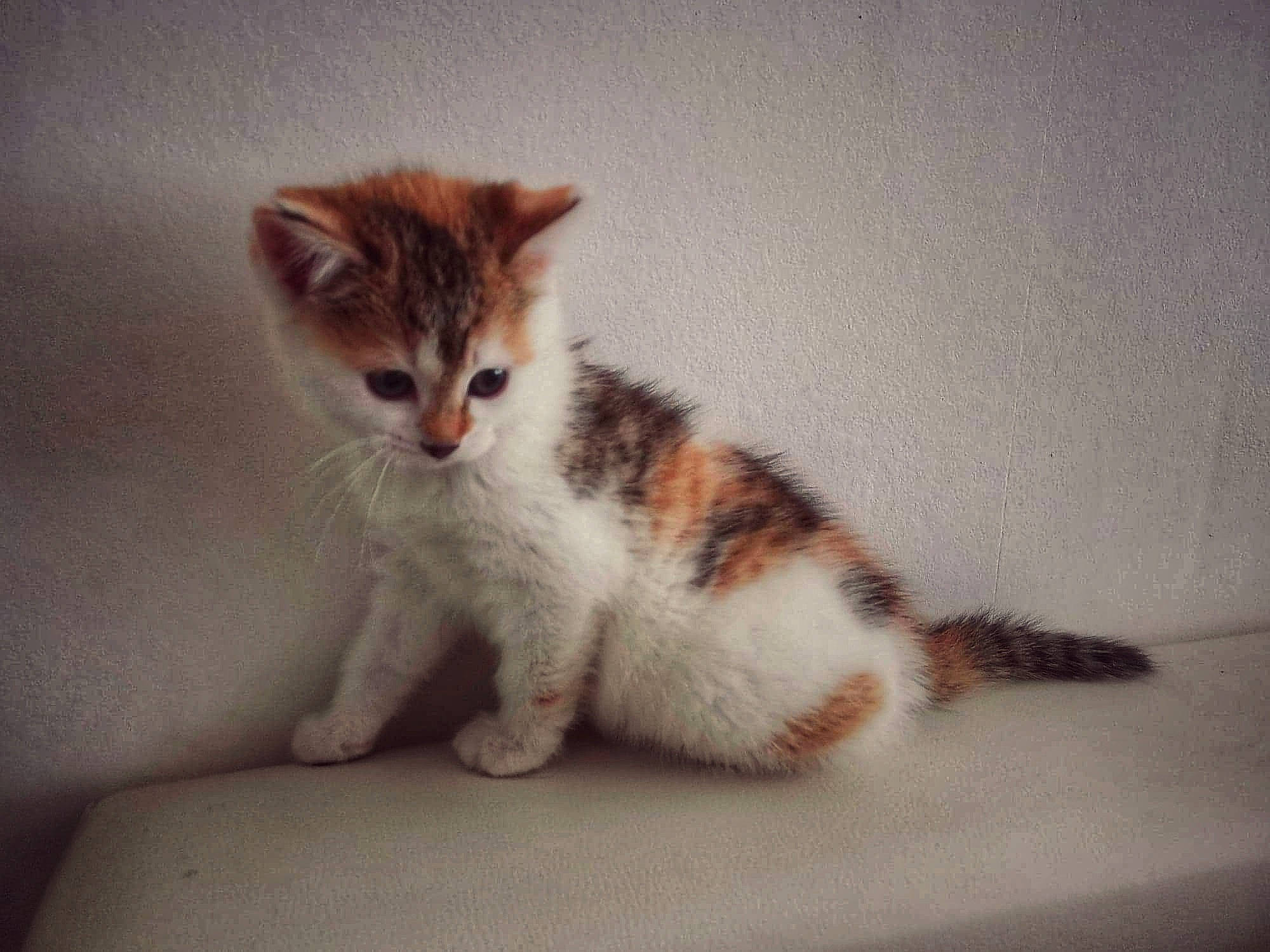 Zoé participe au concours pour gagner de l'argent avec cette photo : art, carnivore, cat, claw, domestic_short_haired_cat, eye, felidae, foot, fur, paw, sitting, small_to_medium_sized_cats, snout, tail, terrestrial_animal, toe, whiskers, wood