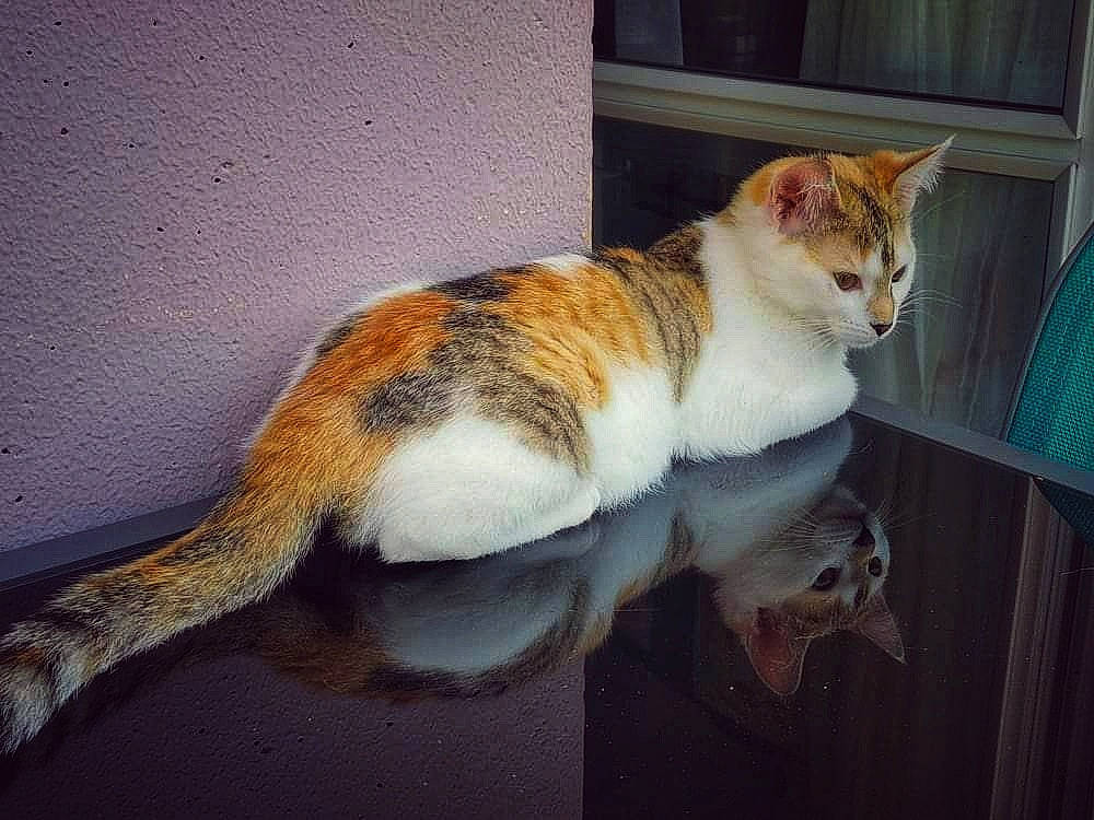 Zoé a rejoint le concours — aidez-le/la à gagner de superbes lots ! art, carnivore, cat, domestic_short_haired_cat, fawn, felidae, fur, paw, plant, sitting, small_to_medium_sized_cats, snout, tail, tree, whiskers, window, wood