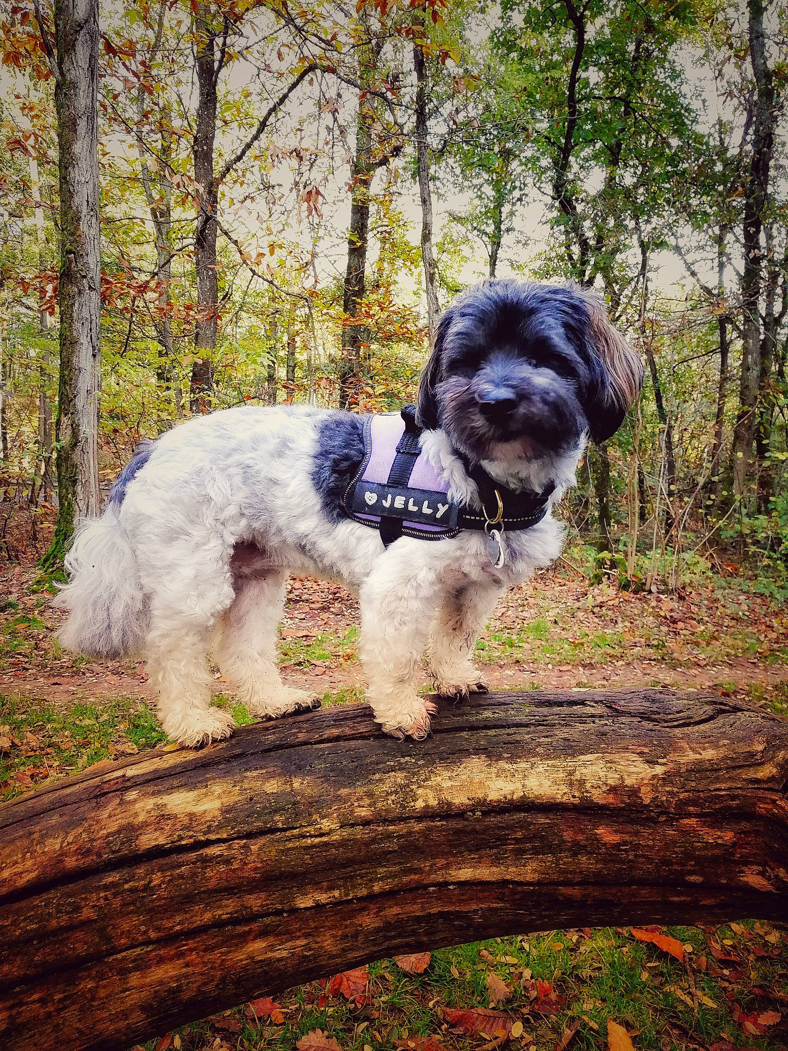 Jelly participe au concours pour gagner de l'argent avec cette photo : canidae, carnivore, companion_dog, dog, dog_breed, fawn, fur, grass, plant, schnauzer, small_terrier, soil, sporting_group, tail, terrier, toy_dog, tree, water_dog, working_animal, working_dog