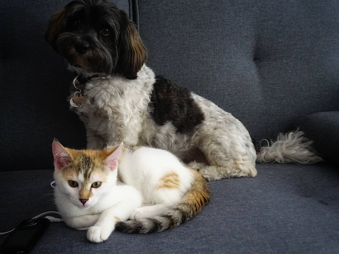 Jelly a rejoint le concours — aidez-le/la à gagner de superbes lots ! carnivore, cat, comfort, companion_dog, couch, dog, dog_breed, domestic_short_haired_cat, fawn, felidae, fur, gun_dog, liver, paw, snout, tail, toy_dog, water_dog, whiskers, working_animal