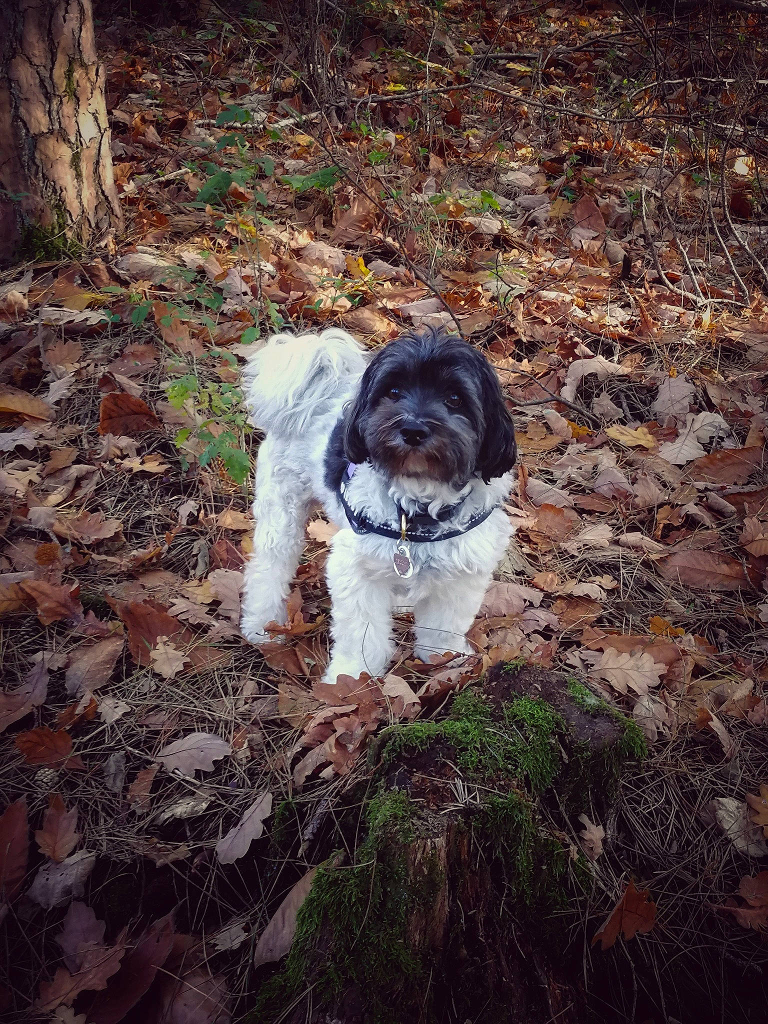 Jelly a rejoint le concours — aidez-le/la à gagner de superbes lots ! canidae, carnivore, companion_dog, dog, dog_breed, fawn, forest, fur, grass, plant, rock, soil, spaniel, sporting_group, tail, terrier, toy_dog, tree, walking, wood