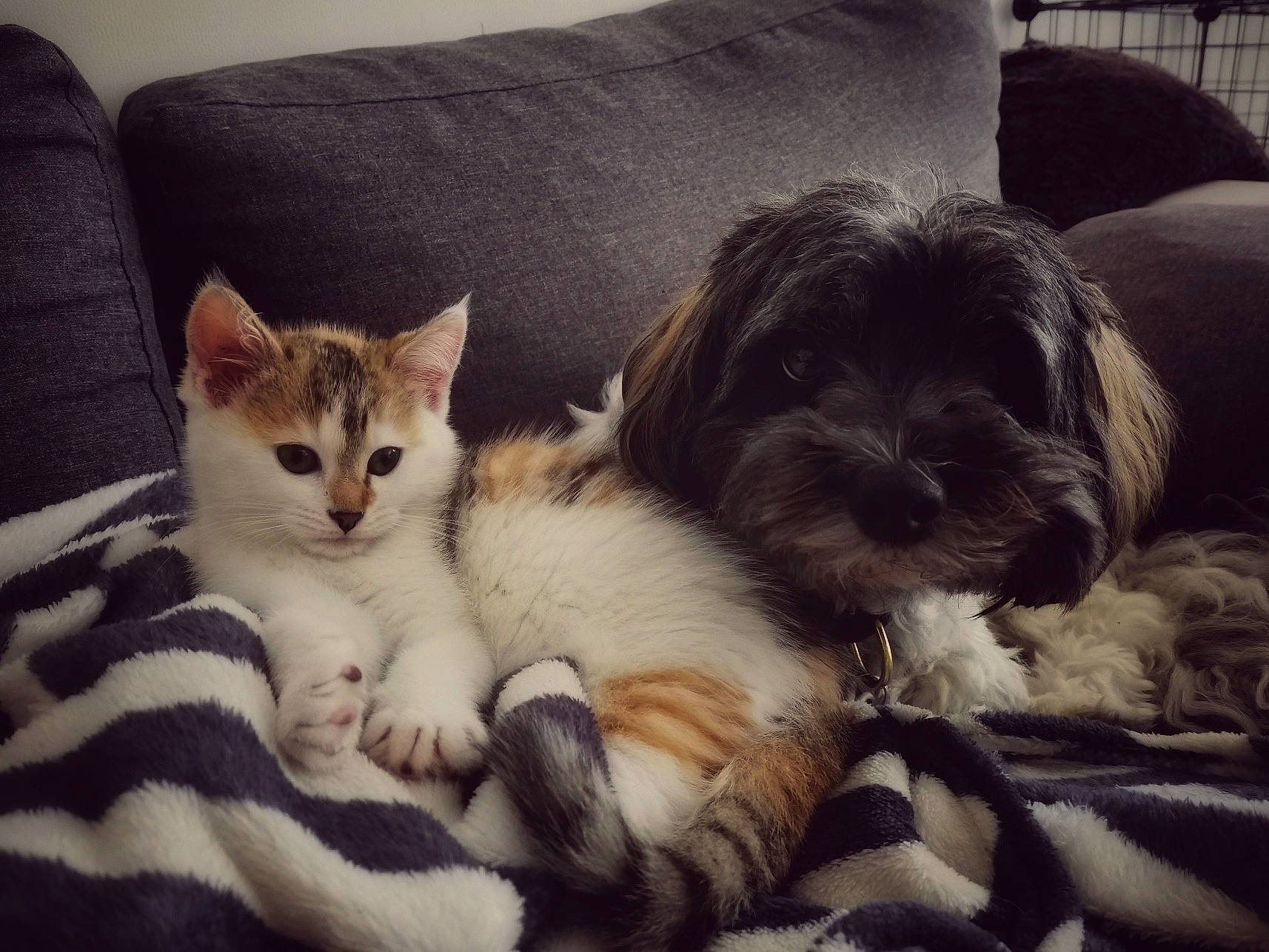 Jelly a rejoint le concours — aidez-le/la à gagner de superbes lots ! carnivore, cat, comfort, companion_dog, couch, dog, dog_breed, fawn, felidae, fur, furniture, liver, paw, pillow, small_to_medium_sized_cats, snout, tail, toy_dog, whiskers, working_animal