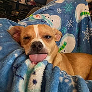 Duke joined the competition — help win amazing prizes! dog, tongue_out, blanket, blue, snowman_pattern, cozy, indoor, pet, cute, sleepy, fur, brown_dog, resting, living_room, furniture, shelf, toy_car, cup, relaxed, closeup
