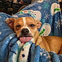 dog, tongue_out, blanket, blue, snowman_pattern, cozy, indoor, pet, cute, sleepy, fur, brown_dog, resting, living_room, furniture, shelf, toy_car, cup, relaxed, closeup