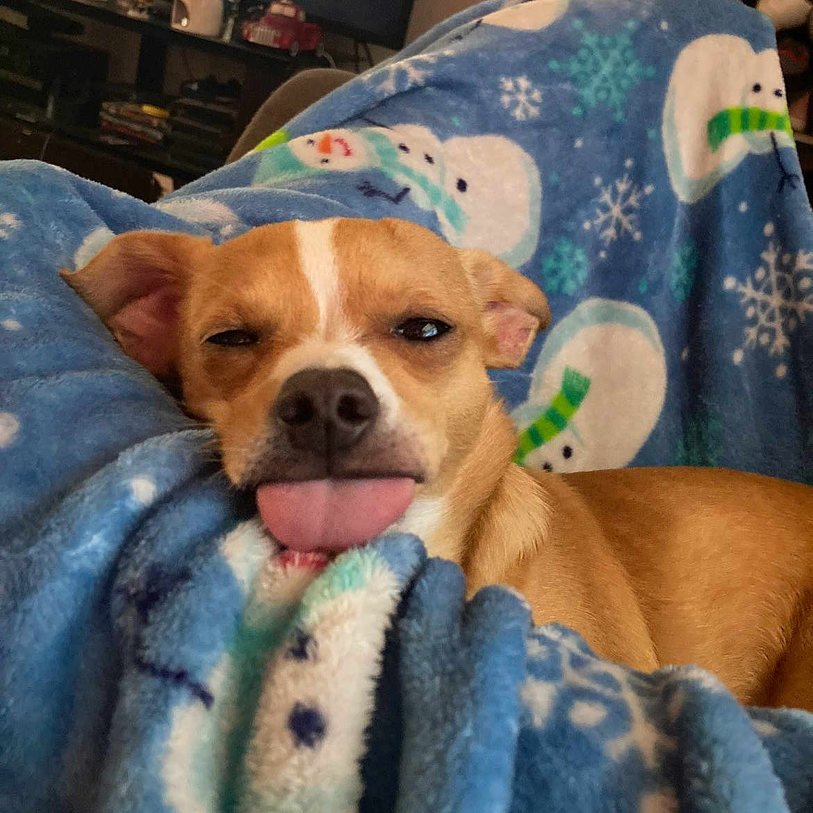 Duke joined the competition — help win amazing prizes! blanket, blue, brown_dog, closeup, cozy, cup, cute, dog, fur, furniture, indoor, living_room, pet, relaxed, resting, shelf, sleepy, snowman_pattern, tongue_out, toy_car