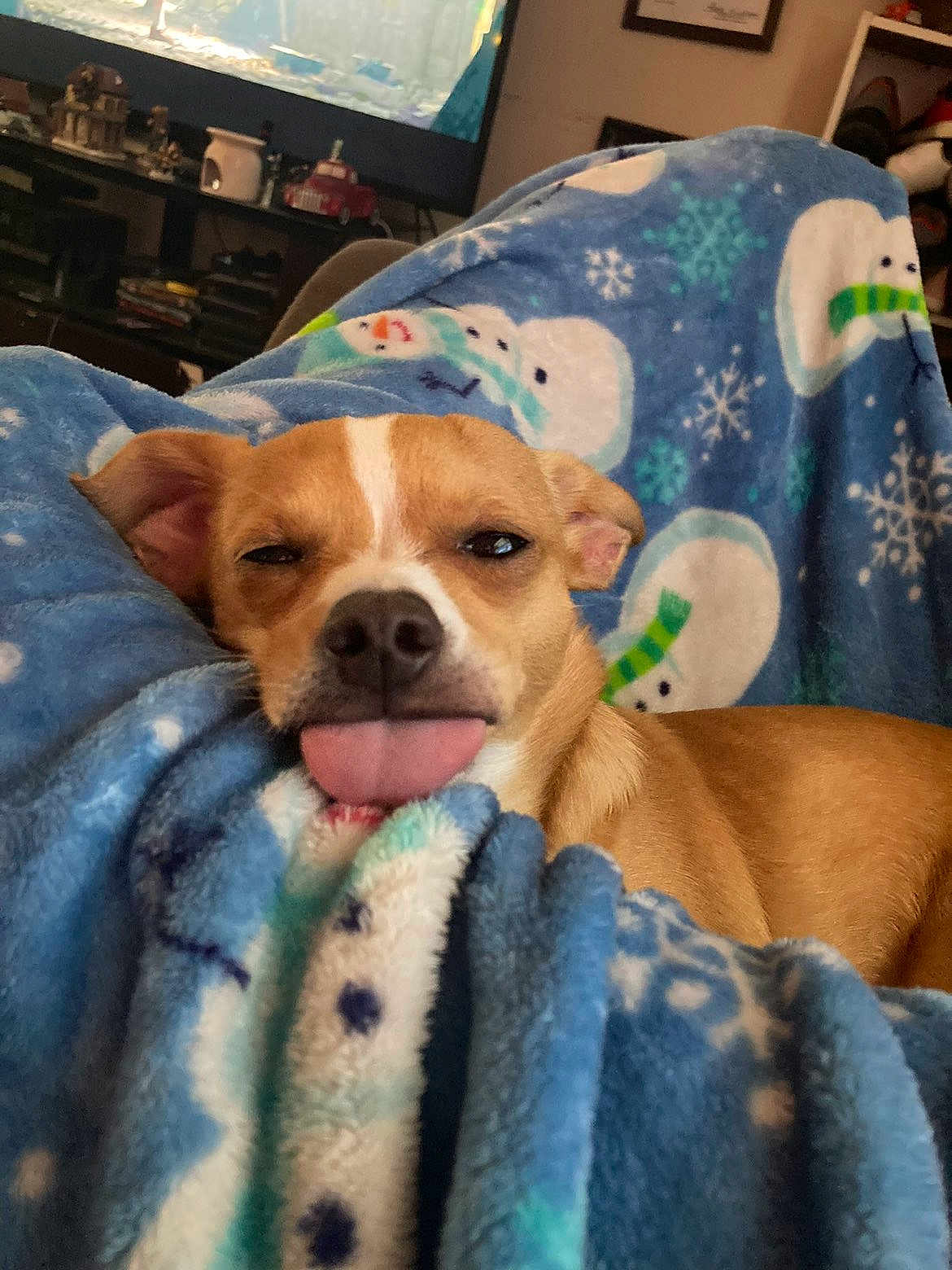 Duke joined the competition — help win amazing prizes! dog, tongue_out, blanket, blue, snowman_pattern, cozy, indoor, pet, cute, sleepy, fur, brown_dog, resting, living_room, furniture, shelf, toy_car, cup, relaxed, closeup