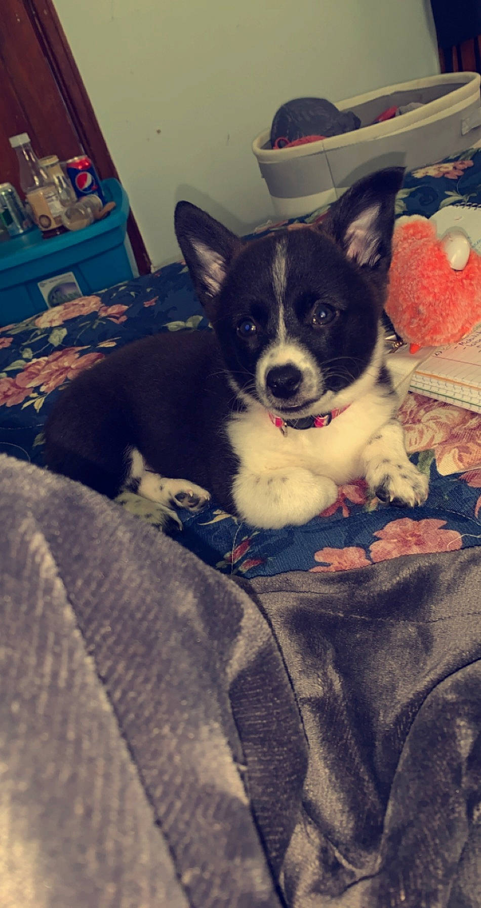 Brylee is registered to the contest to win money with this photo: canidae, cardigan_welsh_corgi, carnivore, cat, dog, dog_breed, mammal, puppy, rat_terrier, teddy_roosevelt_terrier, whiskers
