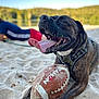 dog, tongue_out, football, sand, beach, harness, happy, playful, outdoor, pet, animal, brown, close_up, paw, recreation, summer, human_blur, leisure, nature, daylight