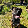 dog, brindle, harness, outdoor, sunlight, grass, tongue_out, happy, pet, canine, nature, smiling, blurred_background, greenery, animal, daylight, person_in_background, sitting, shadow, closeup