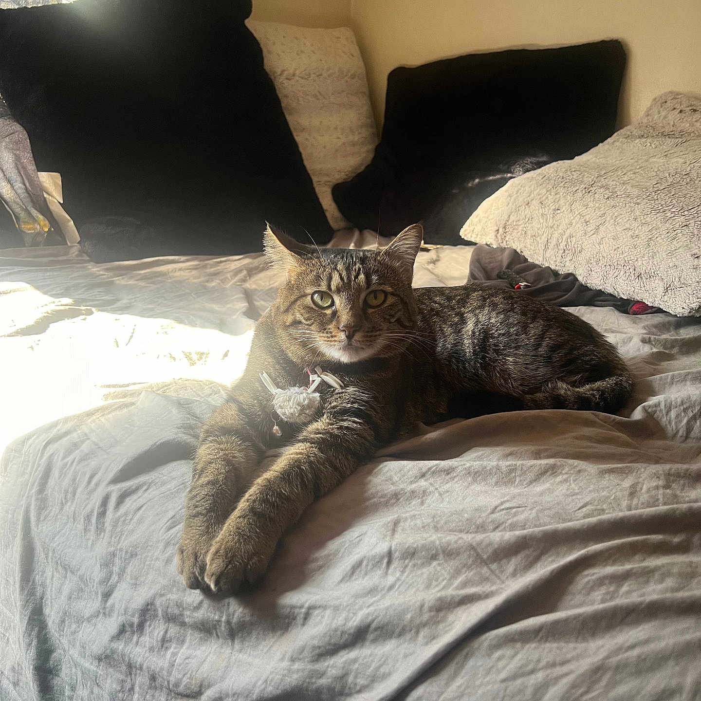 Loki