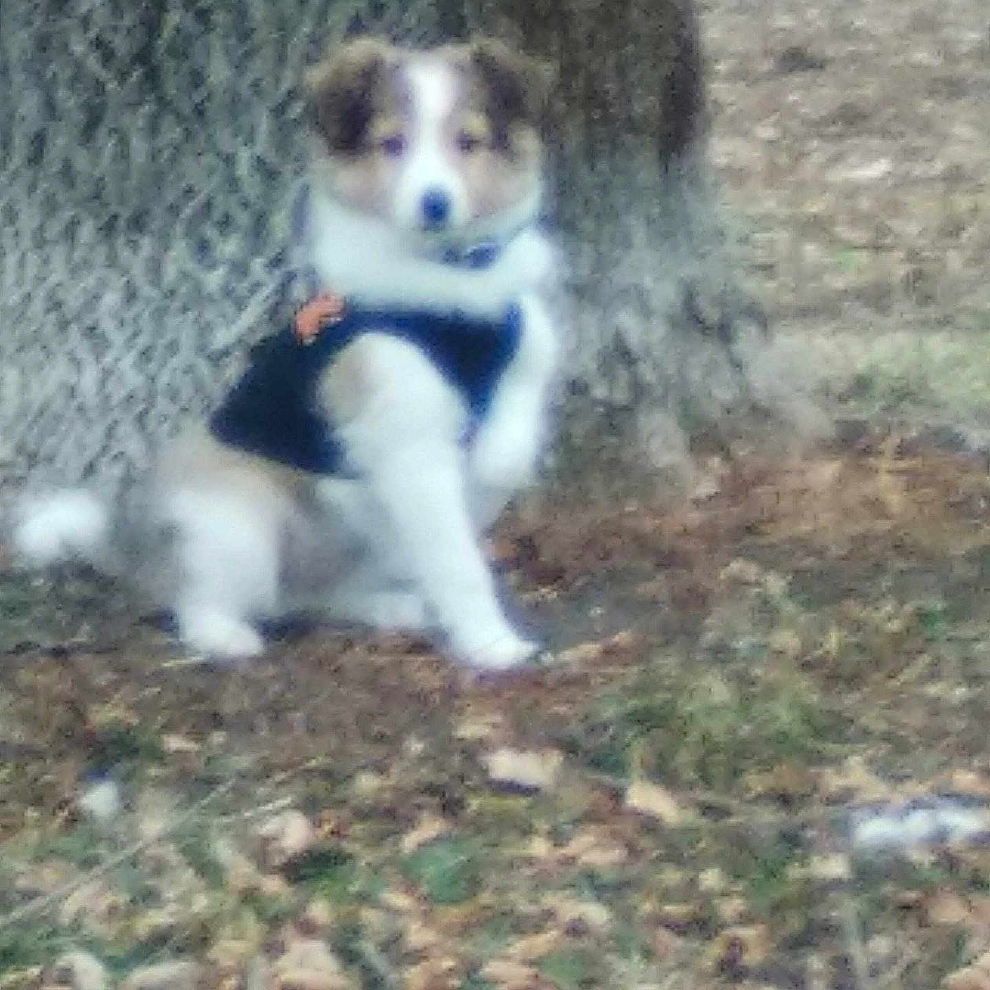 Usnavy joined the competition — help win amazing prizes! animal, blurred, brown, canine, cute, dog, fall, forest_floor, fur, grass, leaves, nature, outdoor, pet, puppy, sitting, tree, trunk, vest, white