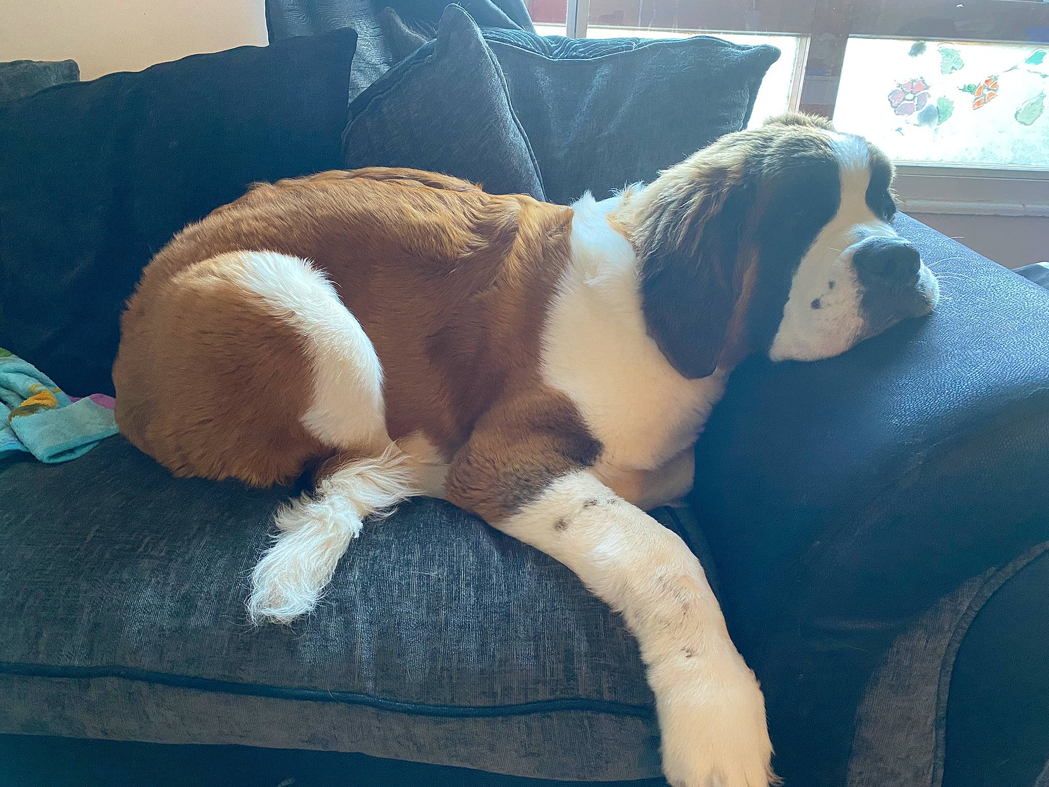 Inca joined the competition — help win amazing prizes! bored, canidae, carnivore, comfort, companion_dog, couch, dog, dog_breed, fawn, fur, human_leg, nap, non_sporting_group, paw, puppy, snout, sporting_group, tail, terrestrial_animal, working_animal