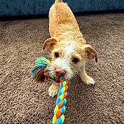 Odie joined the competition — help win amazing prizes! dog, small_dog, playful, rope_toy, colorful_toy, carpet, indoor, pet, brown_carpet, blue_couch, fur, canine, animal, mouth, tail, ears, standing, toy, play, fun