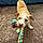 Odie
