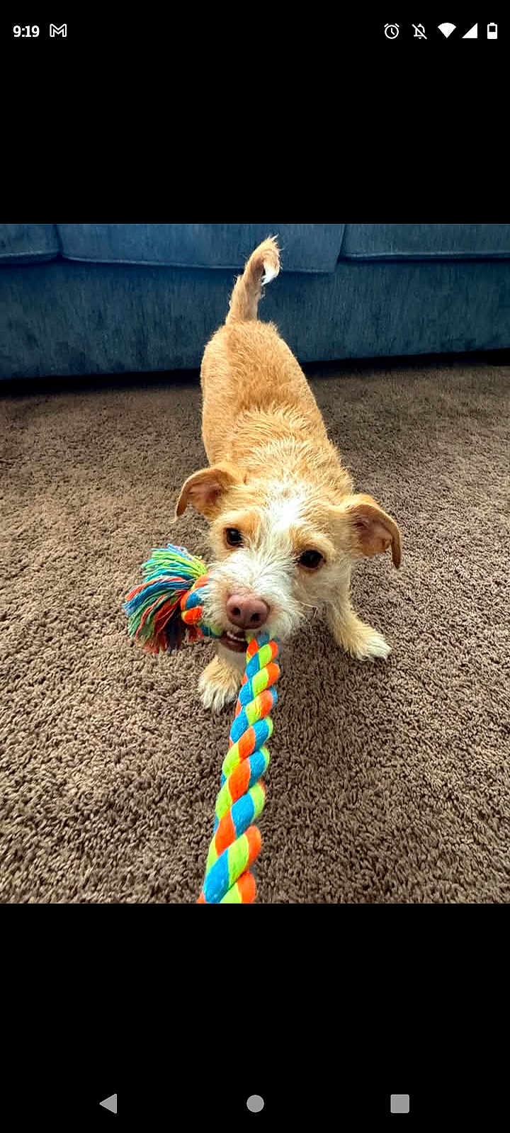 Odie
