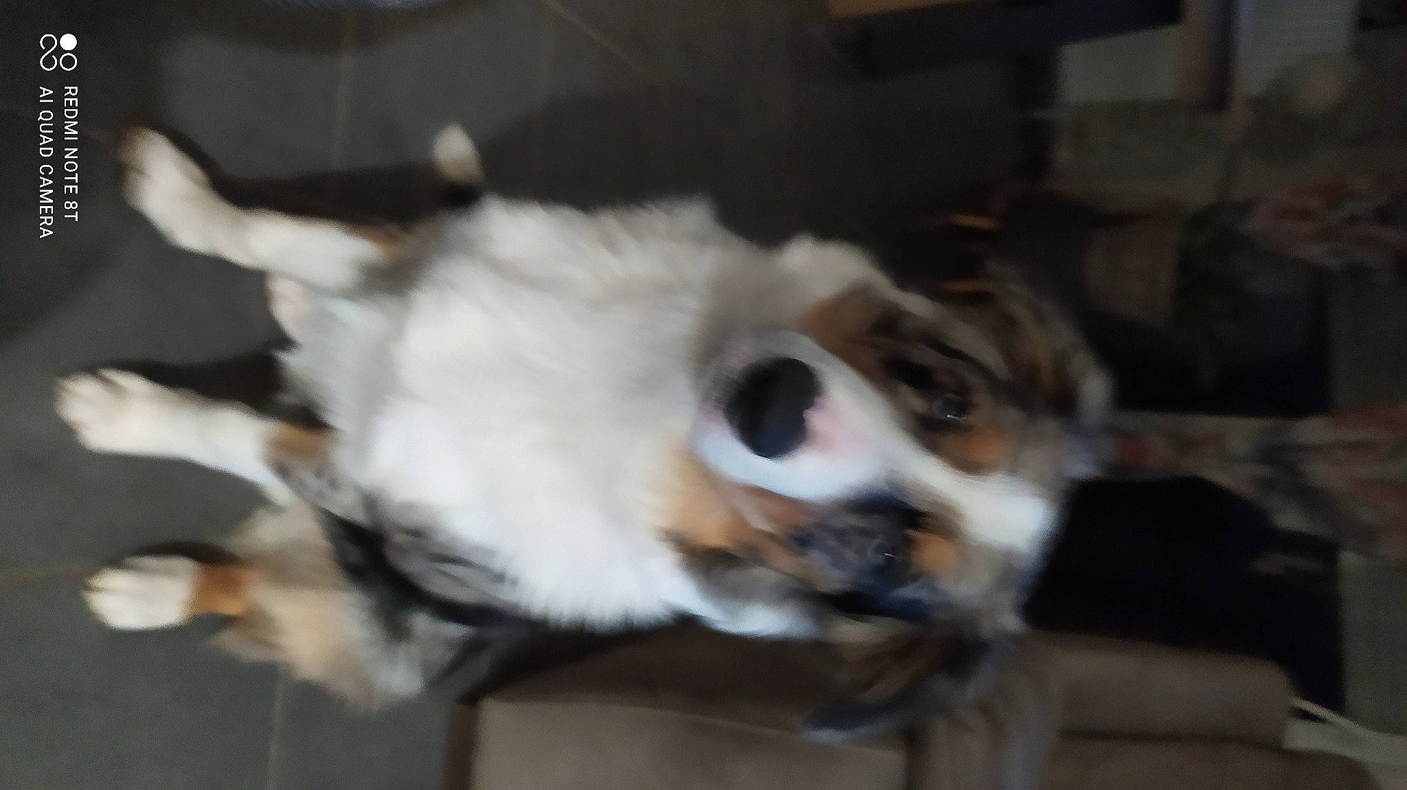 Team a rejoint le concours — aidez-le/la à gagner de superbes lots ! canidae, carnivore, companion_dog, dog, dog_breed, fawn, felidae, fur, paw, puppy, small_to_medium_sized_cats, snout, sporting_group, tail, terrestrial_animal, whiskers, working_dog