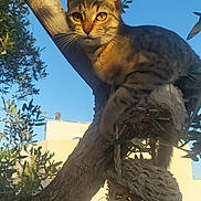 Fripouille a rejoint le concours — aidez-le/la à gagner de superbes lots ! cat, tabby_cat, tree, branch, sunlight, blue_sky, leaves, outdoor, animal, pet, nature, basket, woven_basket, daylight, closeup, mammal, fur, whiskers, looking, perched