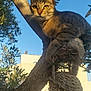 cat, tabby_cat, tree, branch, sunlight, blue_sky, leaves, outdoor, animal, pet, nature, basket, woven_basket, daylight, closeup, mammal, fur, whiskers, looking, perched