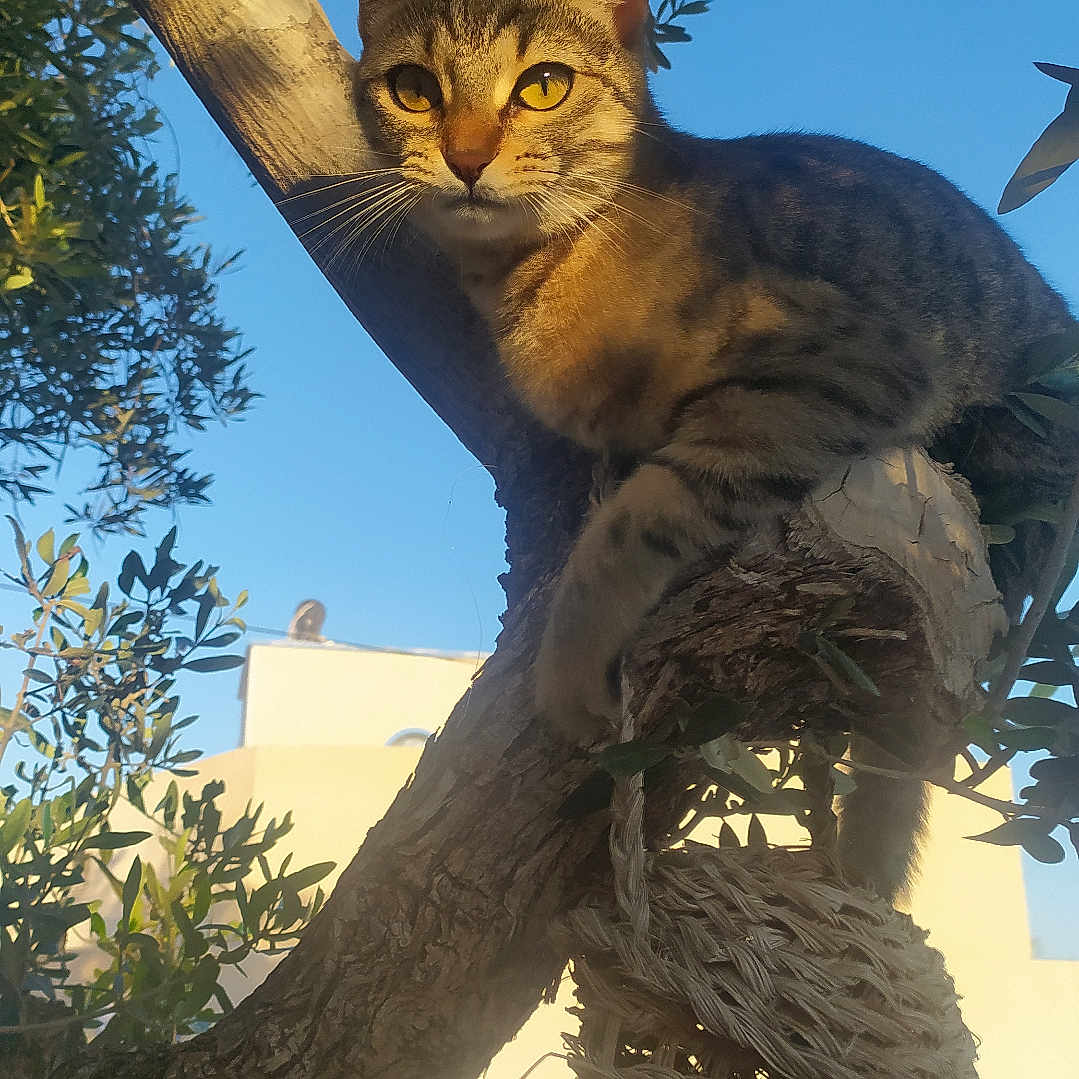 Fripouille a rejoint le concours — aidez-le/la à gagner de superbes lots ! animal, basket, blue_sky, branch, cat, closeup, daylight, fur, leaves, looking, mammal, nature, outdoor, perched, pet, sunlight, tabby_cat, tree, whiskers, woven_basket