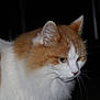cat, orange_and_white, fluffy, fur, pet, animal, whiskers, ears, side_view, close_up, domestic_cat, indoor, portrait, feline, mammal, soft_lighting, focused, alert, cute, no_human
