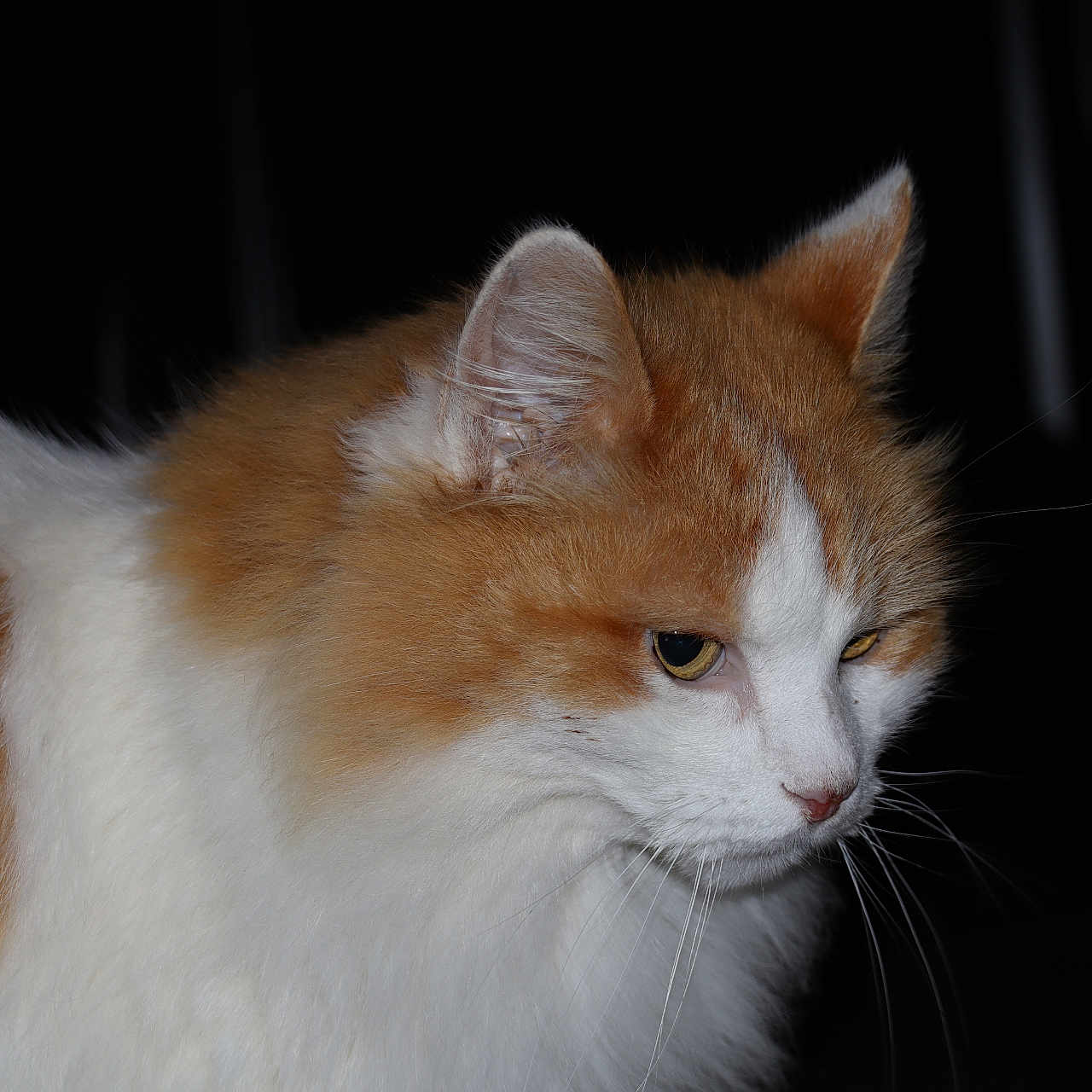 Felio participe au concours pour gagner de l'argent avec cette photo : alert, animal, cat, close_up, cute, domestic_cat, ears, feline, fluffy, focused, fur, indoor, mammal, no_human, orange_and_white, pet, portrait, side_view, soft_lighting, whiskers