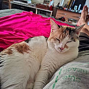 Sable a rejoint le concours — aidez-le/la à gagner de superbes lots ! bed, blanket, calico_cat, casual, cat, comfortable, cozy, domestic_animal, drawer, furniture, indoor, legs, nap, person, pet, pink_blanket, relaxing, resting, room, sleeping