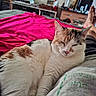 bed, blanket, calico_cat, casual, cat, comfortable, cozy, domestic_animal, drawer, furniture, indoor, legs, nap, person, pet, pink_blanket, relaxing, resting, room, sleeping