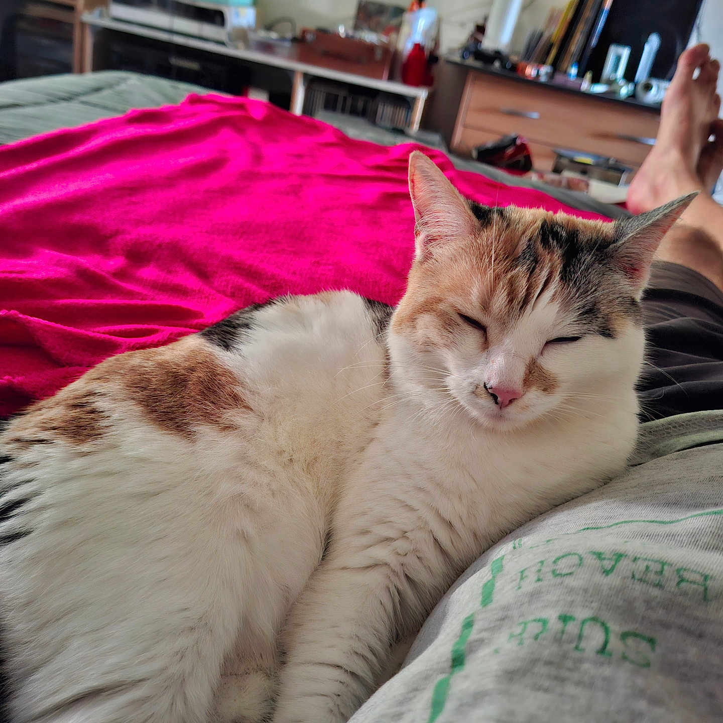 Sable a rejoint le concours — aidez-le/la à gagner de superbes lots ! bed, blanket, calico_cat, casual, cat, comfortable, cozy, domestic_animal, drawer, furniture, indoor, legs, nap, person, pet, pink_blanket, relaxing, resting, room, sleeping