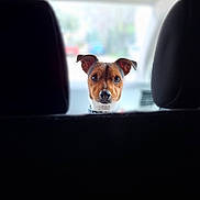 Joelle Duval participe au concours pour gagner de l'argent avec cette photo : dog, car, pet, animal, curious, seated, interior, backseat, head, ears, brown, white, collar, window, blurred_background, vehicle, front_seats, cute, looking, alert