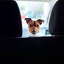 dog, car, pet, animal, curious, seated, interior, backseat, head, ears, brown, white, collar, window, blurred_background, vehicle, front_seats, cute, looking, alert