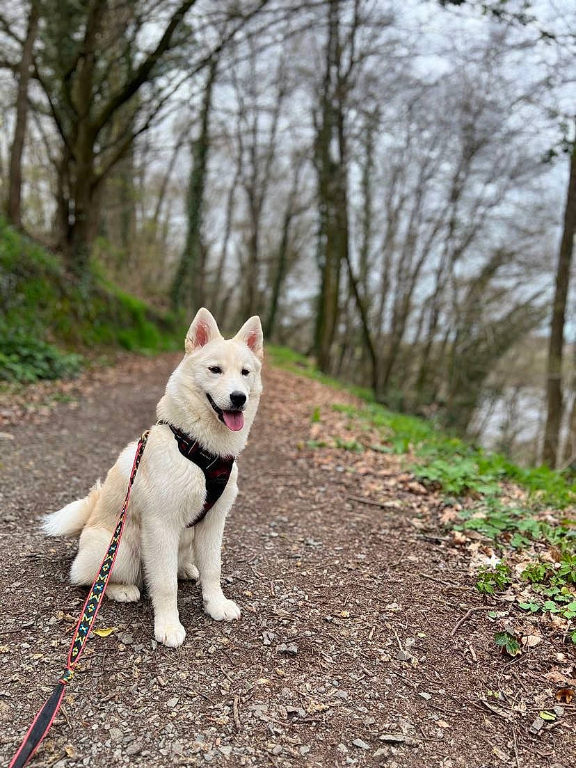 Olga participe au concours pour gagner de l'argent avec cette photo : ancient_dog_breeds, canidae, carnivore, collar, companion_dog, dog, dog_breed, dog_collar, fashion_accessory, fawn, grass, leash, non_sporting_group, plant, sky, sporting_group, tail, tree, walking, working_dog