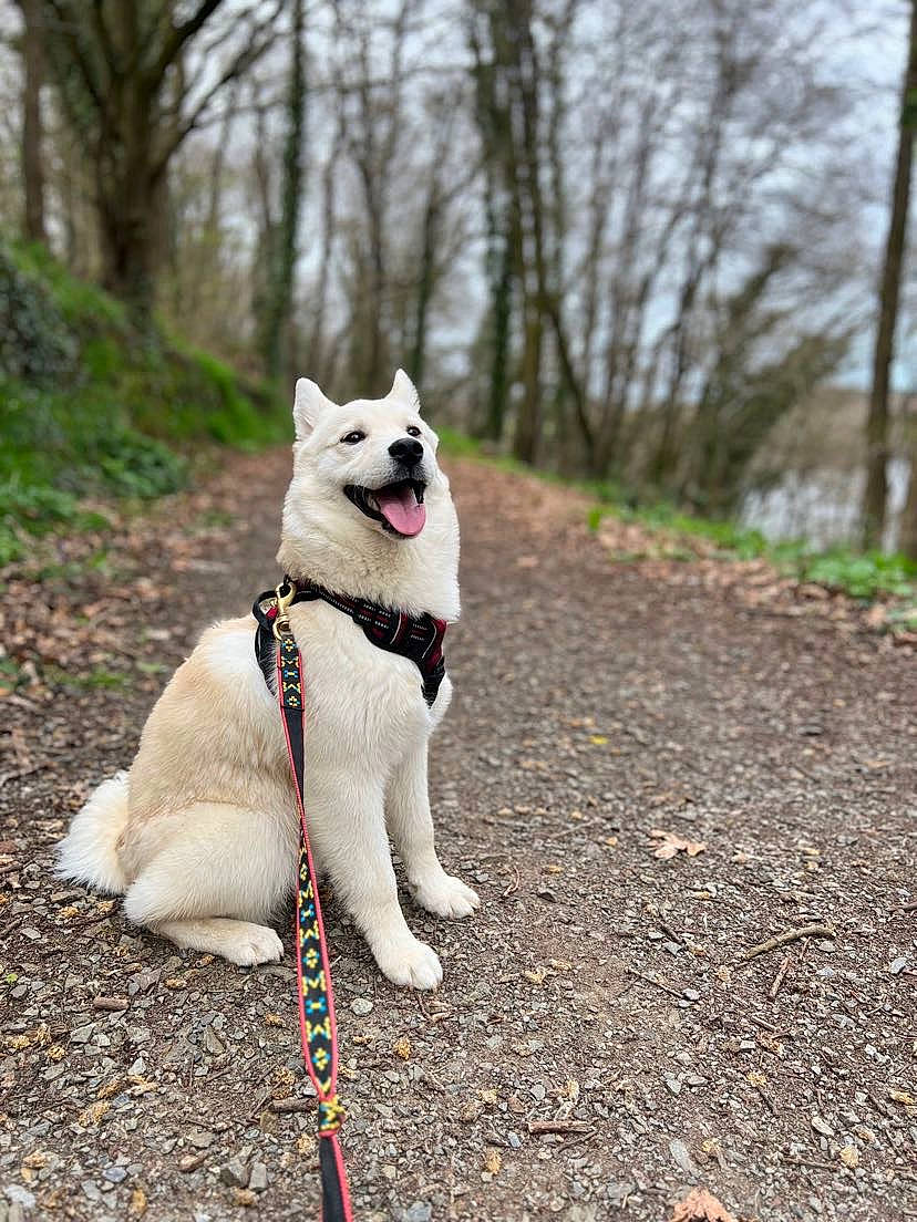 Olga participe au concours pour gagner de l'argent avec cette photo : adventure, canidae, carnivore, collar, companion_dog, dog, dog_breed, dog_collar, fashion_accessory, fawn, grass, leash, pet_supply, plant, sky, snout, sporting_group, tail, tree, working_animal