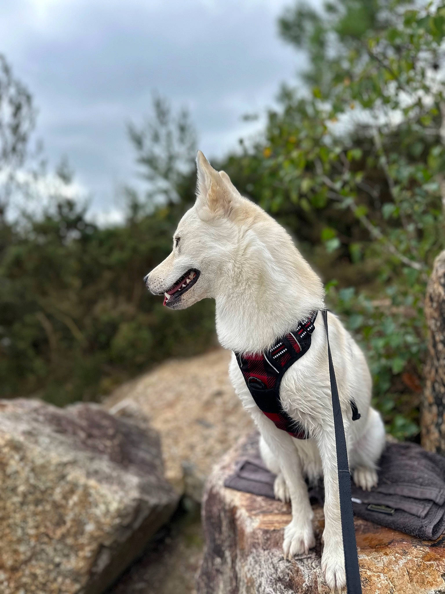 Olga participe au concours pour gagner de l'argent avec cette photo : ancient_dog_breeds, carnivore, cloud, collar, companion_dog, dog, dog_breed, dog_collar, fashion_accessory, fawn, leash, pet_supply, sky, sporting_group, tail, terrestrial_animal, tree, wood, working_animal, working_dog