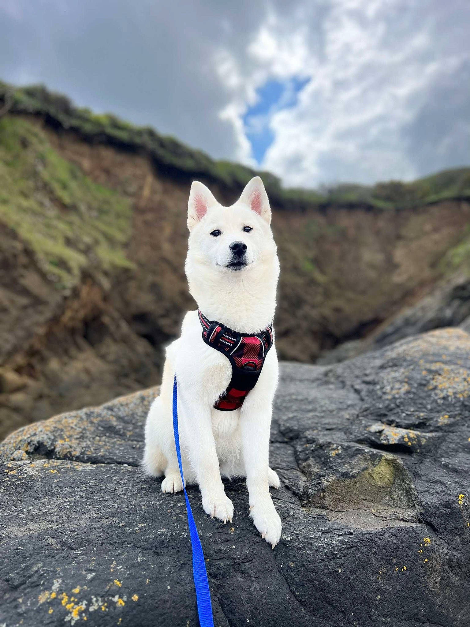 Olga a rejoint le concours — aidez-le/la à gagner de superbes lots ! adventure, ancient_dog_breeds, canidae, carnivore, cloud, collar, companion_dog, dog, dog_breed, dog_collar, felidae, leash, non_sporting_group, sky, sporting_group, tail, terrier, tree, water, winter