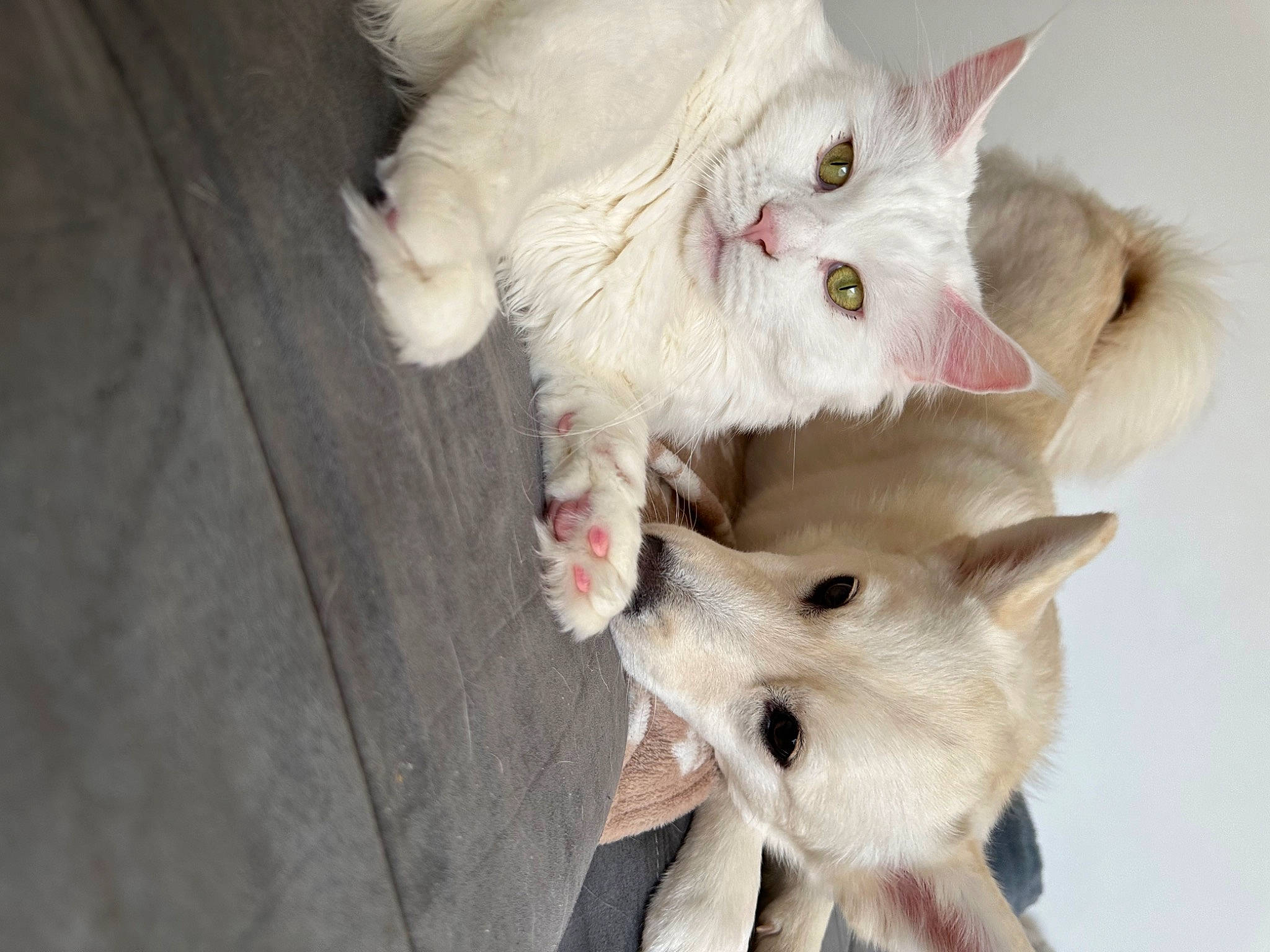 Saya participe au concours pour gagner de l'argent avec cette photo : carnivore, cat, claw, companion_dog, dog, dog_breed, ear, fawn, felidae, fur, paw, small_to_medium_sized_cats, snout, tail, whiskers, wood