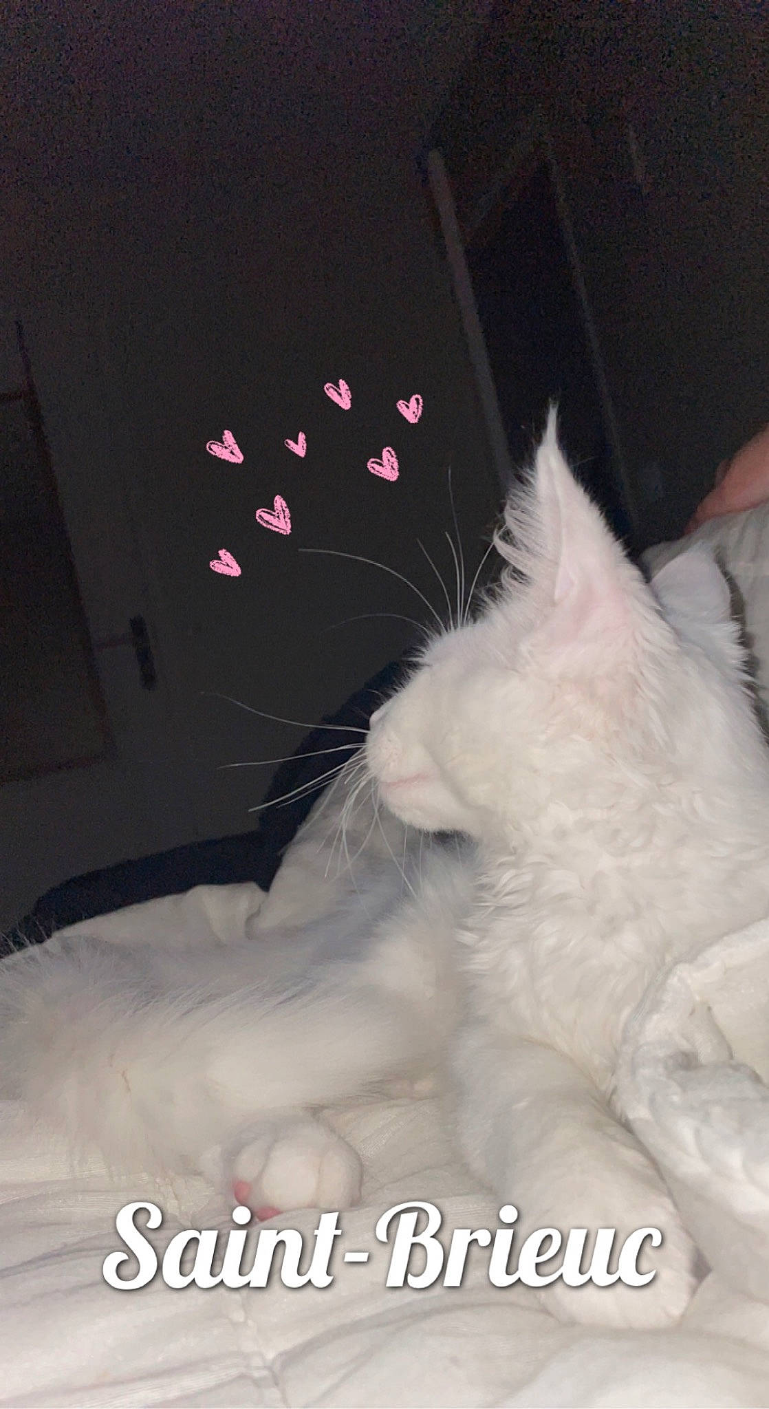 Saya participe au concours pour gagner de l'argent avec cette photo : carmine, carnivore, cat, claw, comfort, felidae, fur, paw, small_to_medium_sized_cats, snout, tail, whiskers