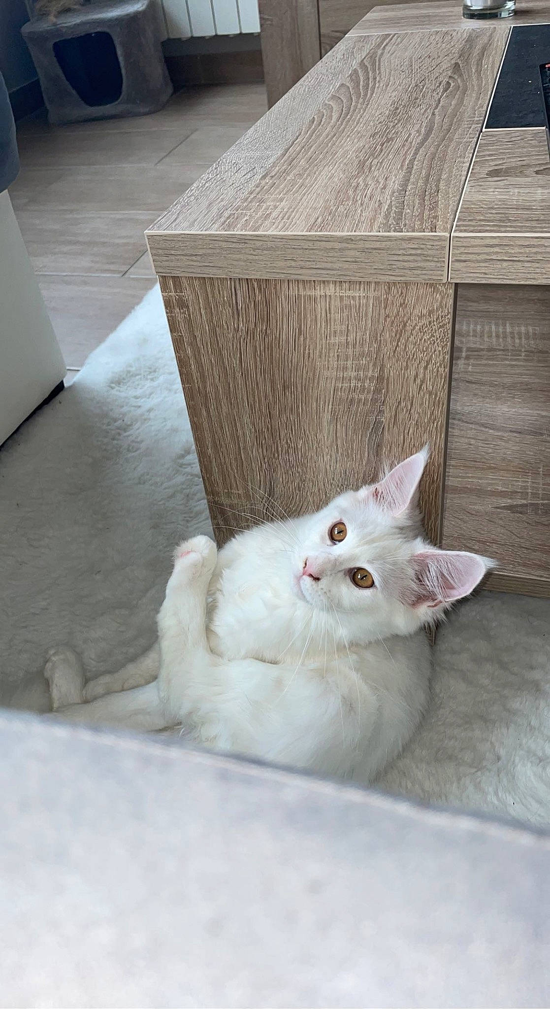 Saya participe au concours pour gagner de l'argent avec cette photo : box, carnivore, cat, claw, comfort, domestic_short_haired_cat, fawn, felidae, flooring, fur, hardwood, paw, sitting, small_to_medium_sized_cats, snout, tail, whiskers, window, wood