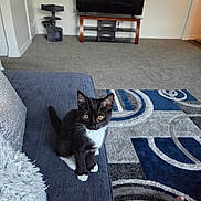 Prada joined the competition — help win amazing prizes! cat, kitten, black_and_white, couch, carpet, living_room, television, cat_tree, furniture, floor, indoor, home, pet, curious, sitting, person, foot, slippers, cozy, blanket