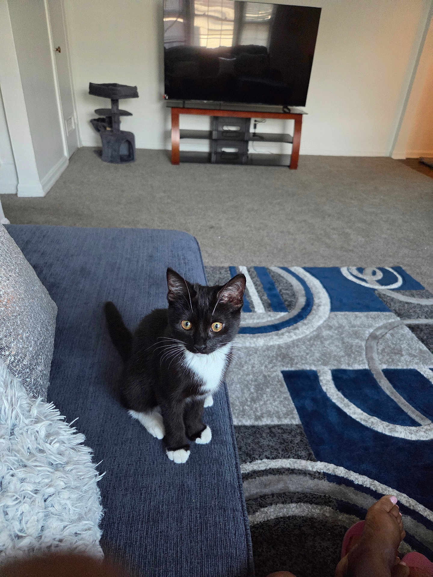 Prada joined the competition — help win amazing prizes! cat, kitten, black_and_white, couch, carpet, living_room, television, cat_tree, furniture, floor, indoor, home, pet, curious, sitting, person, foot, slippers, cozy, blanket